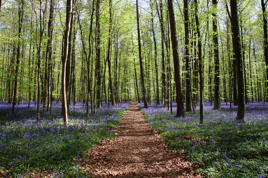 蓝铃林生长环境金子植物群树木树叶木头季节林业森林图片