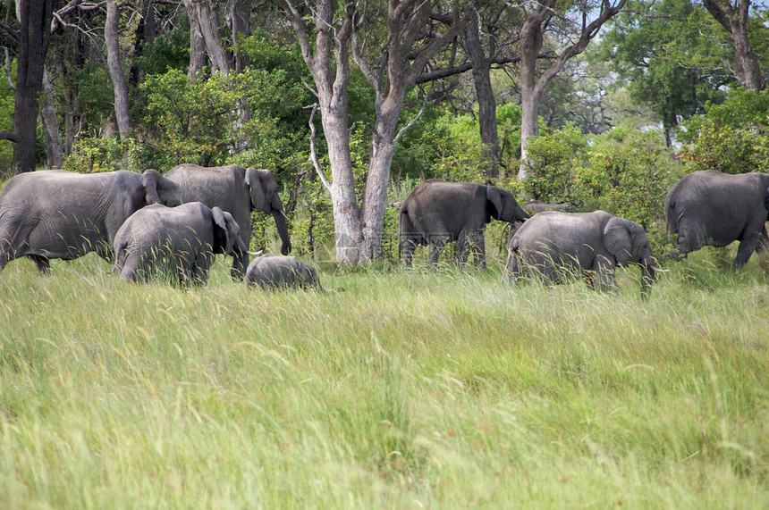灌木丛中大象群账单动物园荒野动物哺乳动物公园野生动物耳朵厚皮旅游图片