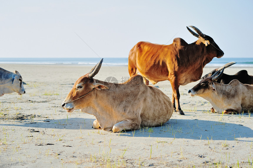 牛小牛奶牛喇叭海洋家畜天空牛肉场景畜牧业反刍动物图片