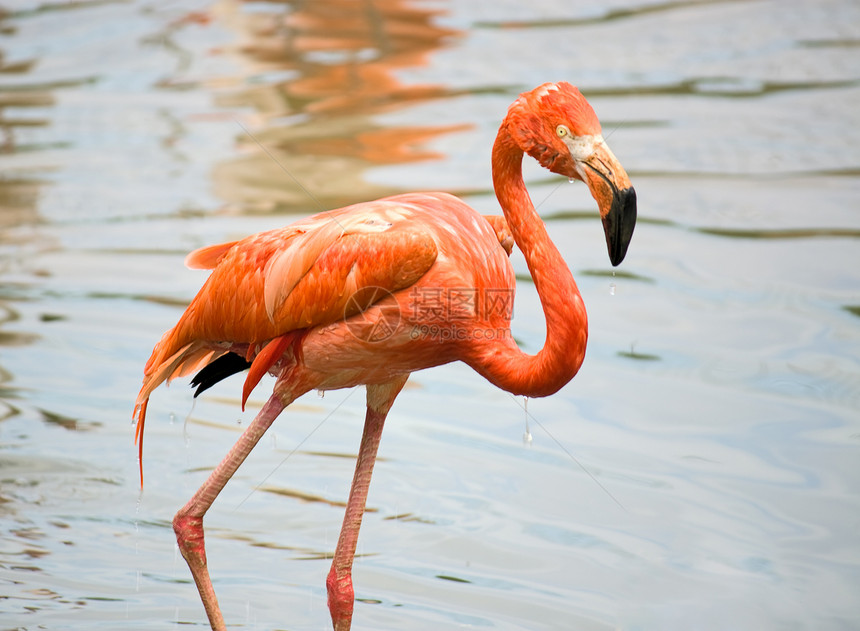 火烈哥动物园鸟类池塘濒危动物群物种火烈鸟图片