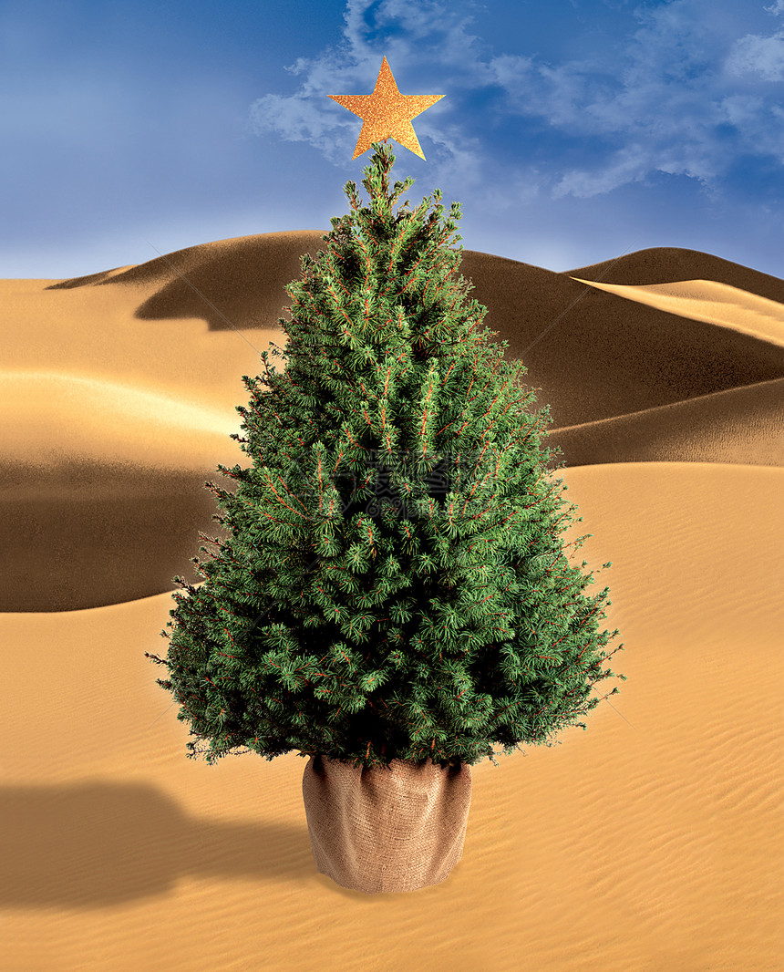 沙漠里的圣诞树绿色插图荒野星星孤独庆典问候语艺术沙丘干旱图片