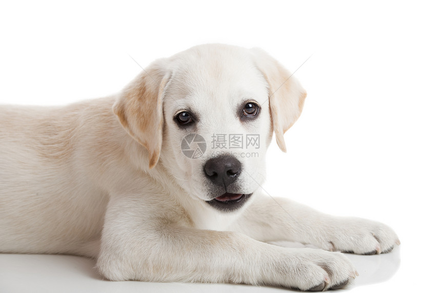 拉布拉多小狗水平休息哺乳动物褐色猎犬动物奶油工作室朋友犬类图片