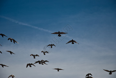 飞鸽白色天空自由航班鸽子背景图片