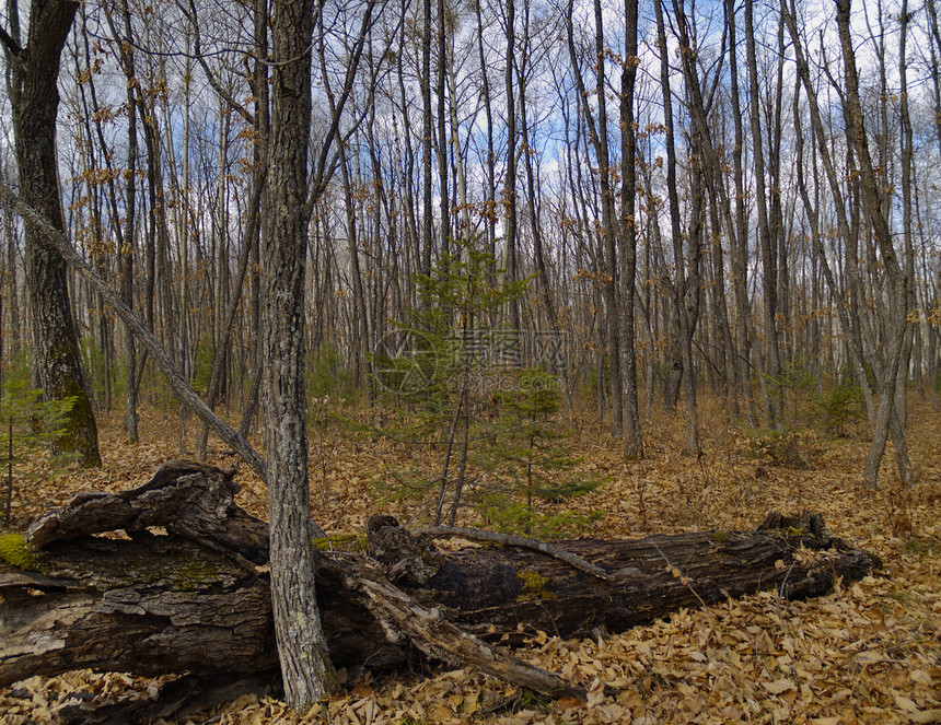 秋木叶子衬套障碍蓝色橡木白色天气日志季节木头图片