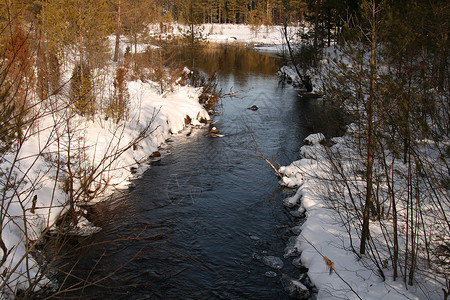 挪威的春天森林背景图片