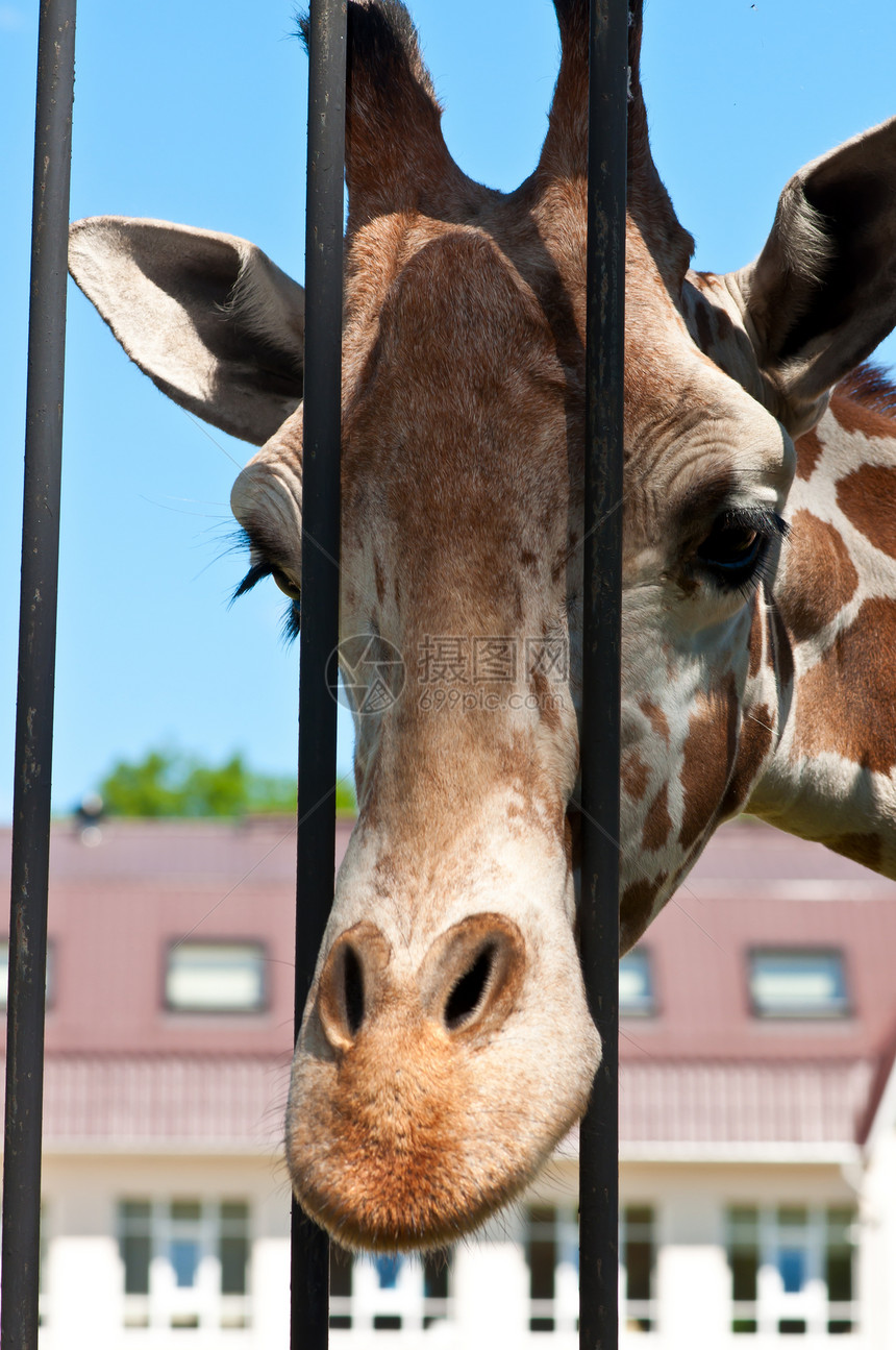 长颈环境棕色动物园天空脖子眼睛皮肤动物野生动物鼻子图片