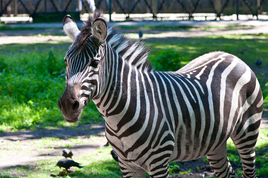 斑马黑色动物群食草野生动物条纹动物水平动物园哺乳动物姿势图片