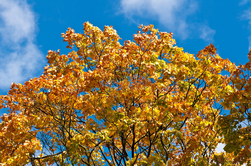 秋天季节园艺叶子花园植物蓝色季节性森林橙子天空图片