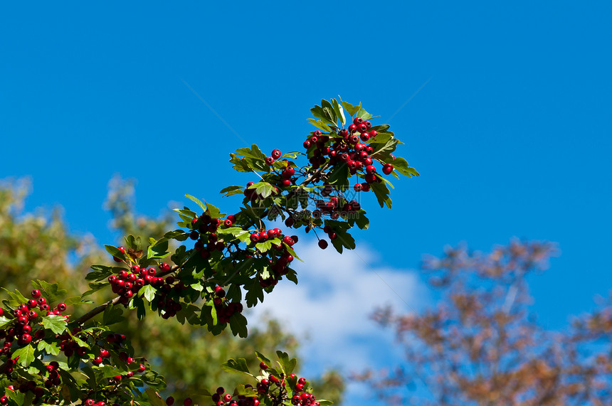 红莓果衬套绿色食物叶子浆果山楂红色植物森林枝条图片