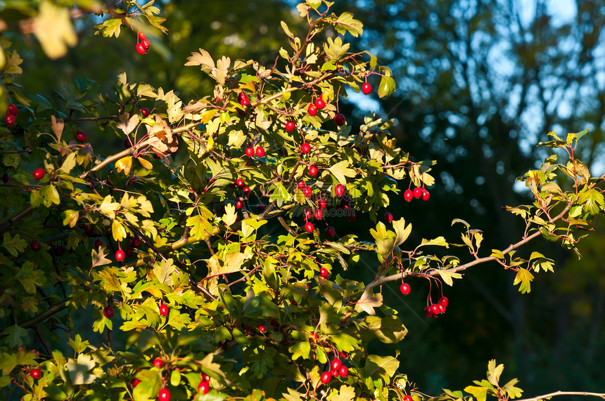 红莓果森林红色枝条浆果树木绿色叶子季节山楂衬套图片