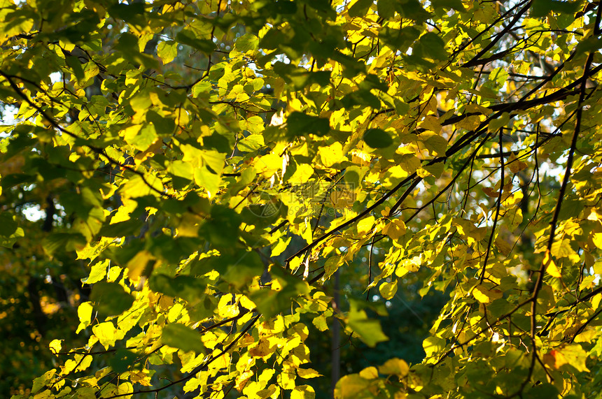 邮票森林黄色蓝色园艺天空花园季节性太阳公园季节图片