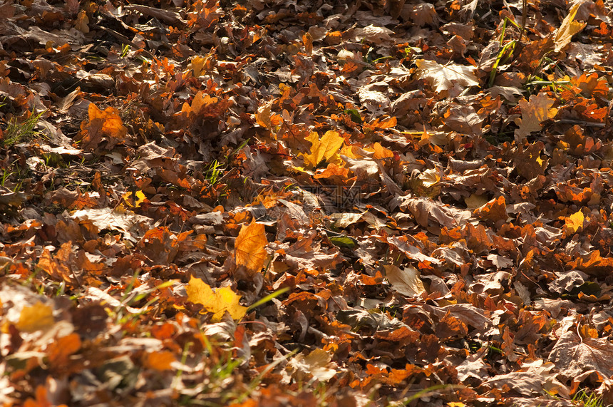 秋季分支机构黄色植物群乡村作品树叶森林树木天气橙子图片