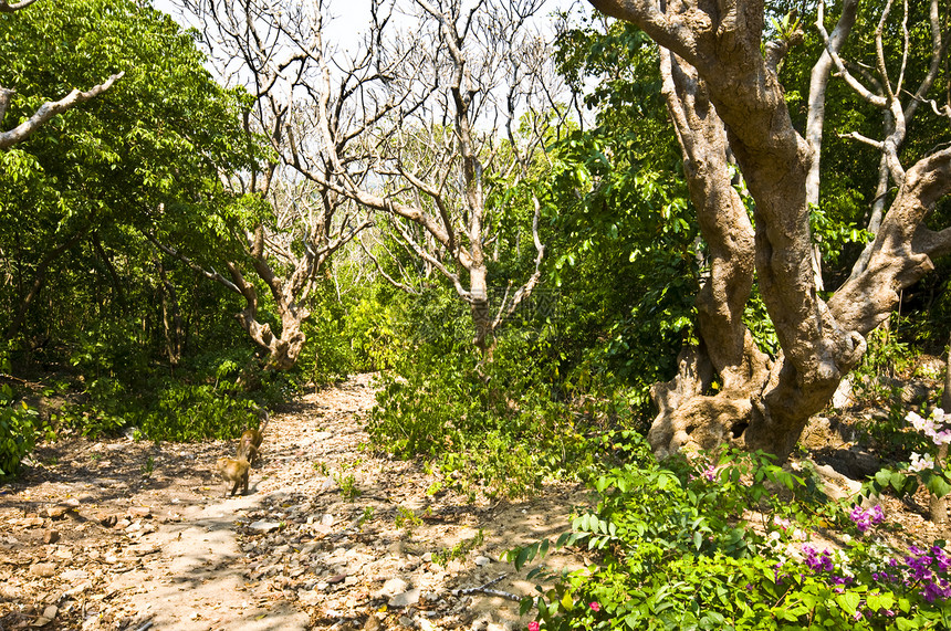 普拉纳孔奇里花园踪迹木头森林街道环境木板绿色植物热带旅行图片