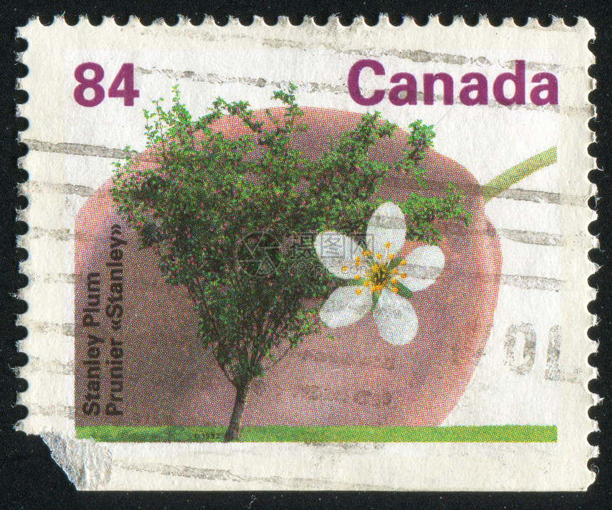 邮票明信片邮戳叶子植物群地面集邮环境古董花店公园图片