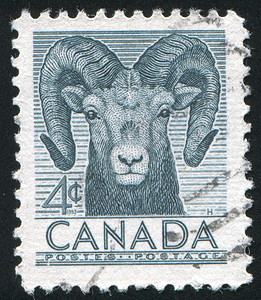 羊年邮票背景邮票集邮古董动物绵羊野生动物历史性邮件山羊海豹喇叭背景