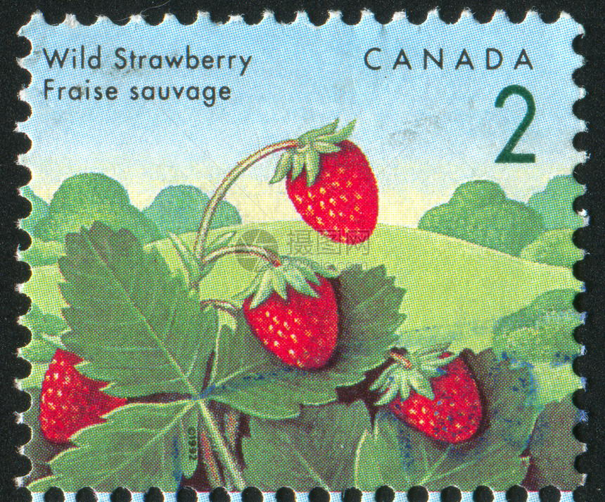 标记 M信封味道食物历史性古董邮戳树叶集邮营养草莓图片