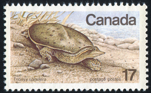 标记 M甲壳动物荒野明信片乌龟海豹信封邮票邮戳历史性背景图片