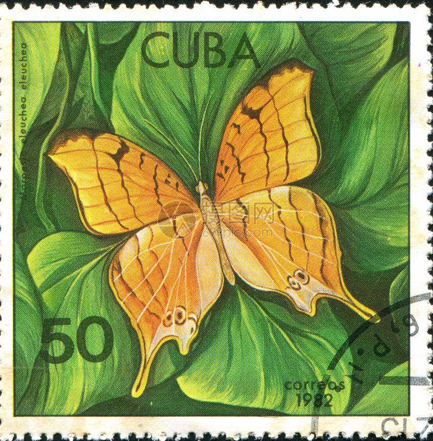 挂印信封翅膀热带生物学集邮海豹蝴蝶邮票漏洞昆虫图片