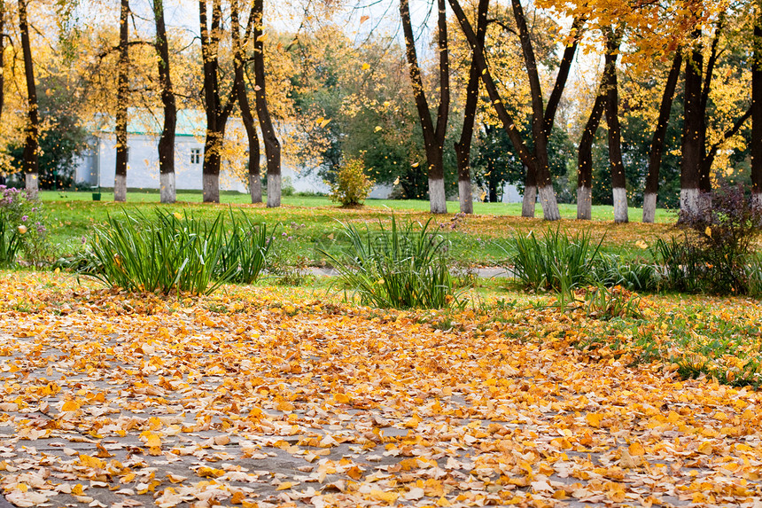 叶掉落房子公园植物群棕色建筑阳光水平天空衬套落叶图片