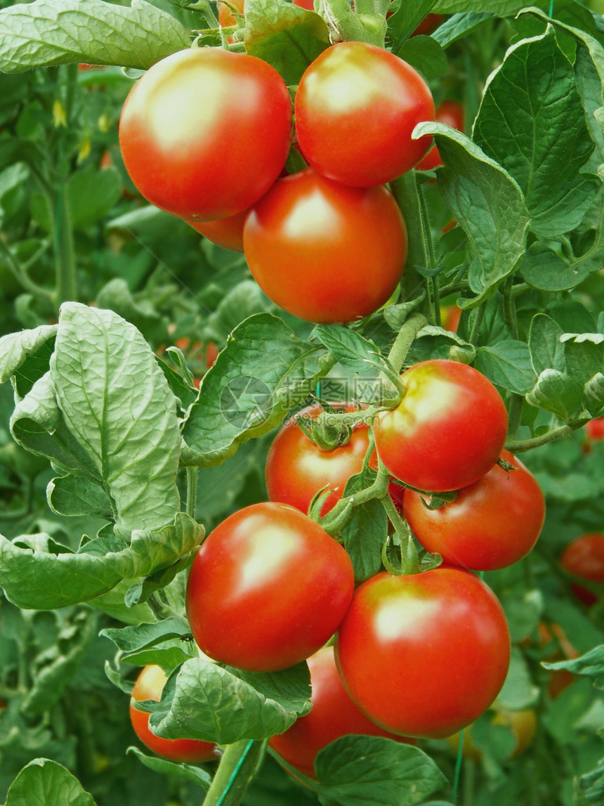 红番茄植物果汁团体香料农业厨房叶子温室沙拉桁架图片