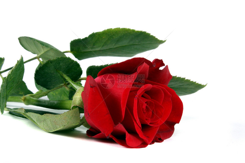 红玫瑰植物群玫瑰花瓣红色浪漫图片
