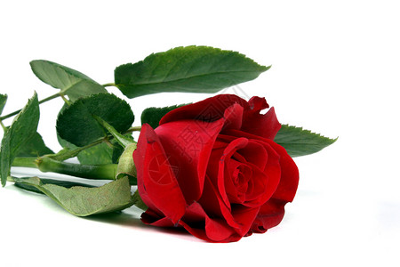 红玫瑰植物群玫瑰花瓣红色浪漫背景图片