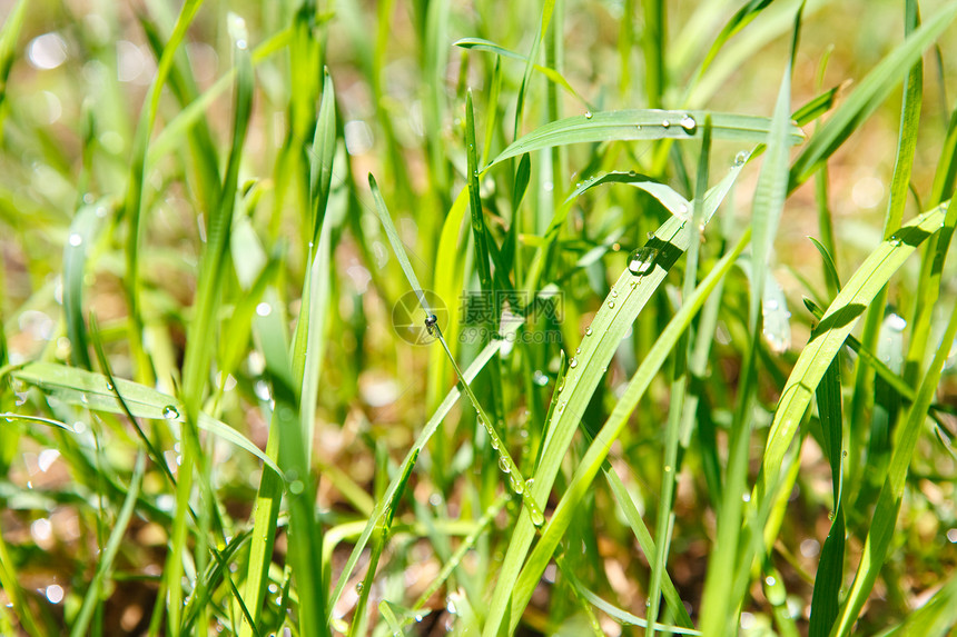 湿草植物生活草本植物树叶花园液体活力晴天草地环境图片