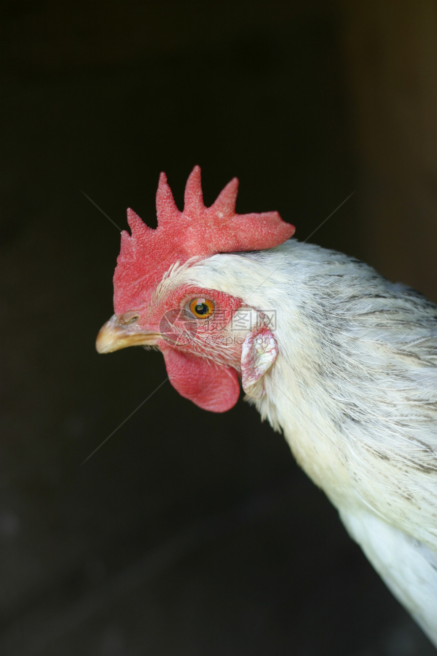 母鸡动物警报梳子配种谷仓翅膀羽毛农场鹦鹉农业图片