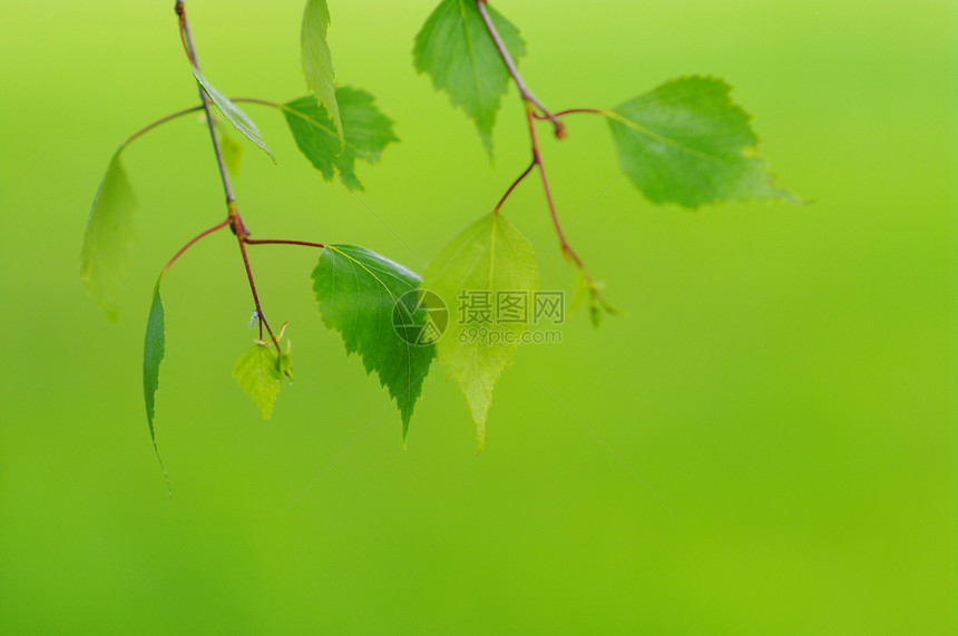 叶子生长植物学宏观环境植物群生活植物花园树叶森林图片