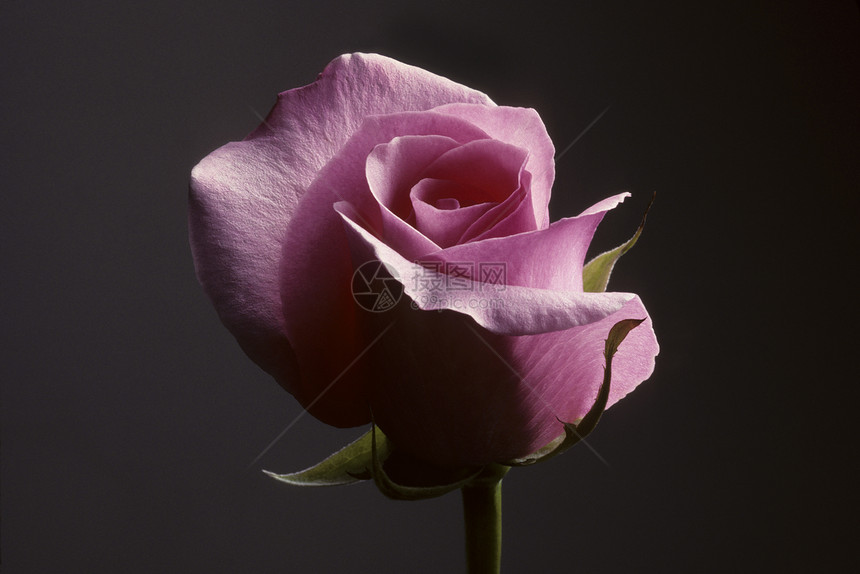在灰色背景下紧贴粉红玫瑰观赏植物园艺花瓣粉色花朵图片