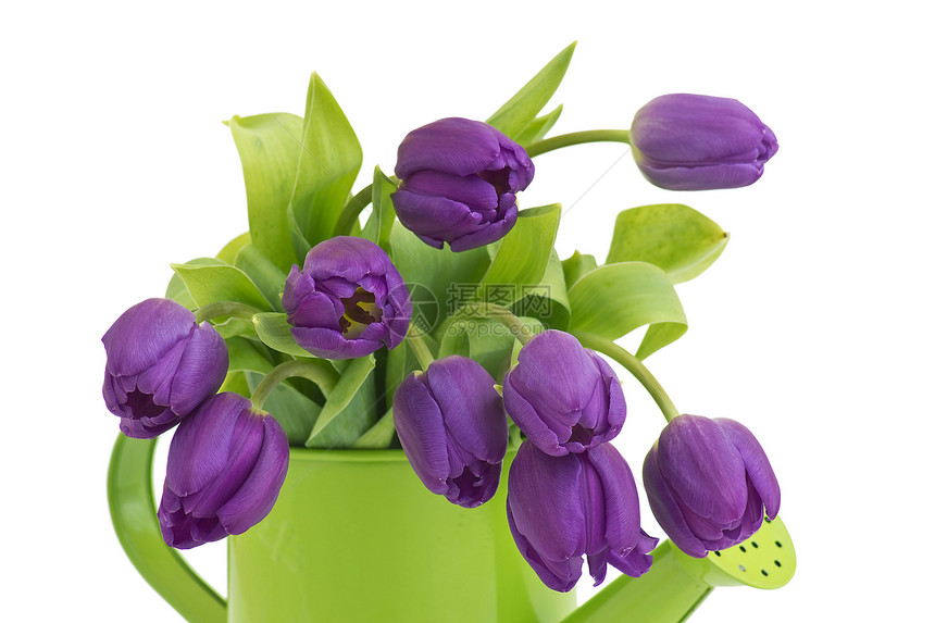 一堆紫罗兰郁金香白色礼物紫色叶子植物群绿色花束花瓣脆弱性图片