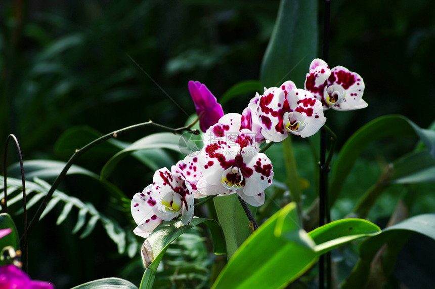 兰花森林植物群女王花园木头紫色植物礼物植物学念日图片