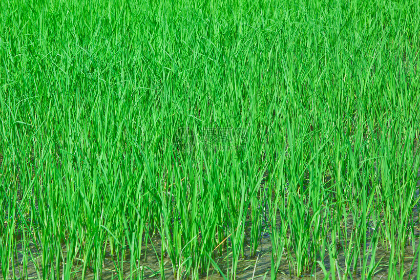 稻田种子经济植物季节宏观树叶栽培收成粮食生产图片