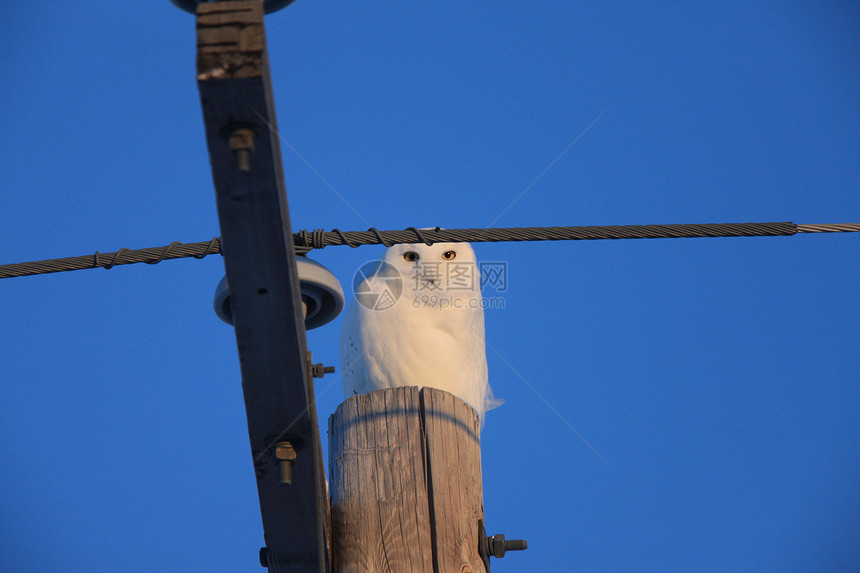 加拿大雪花猫猫加拿大冬季猎物羽毛野生动物捕食者动物环境鸟类白色眼睛荒野图片
