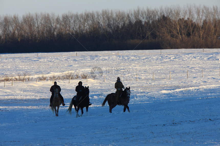 在加拿大冬季骑马前往加拿大骑术团体图片
