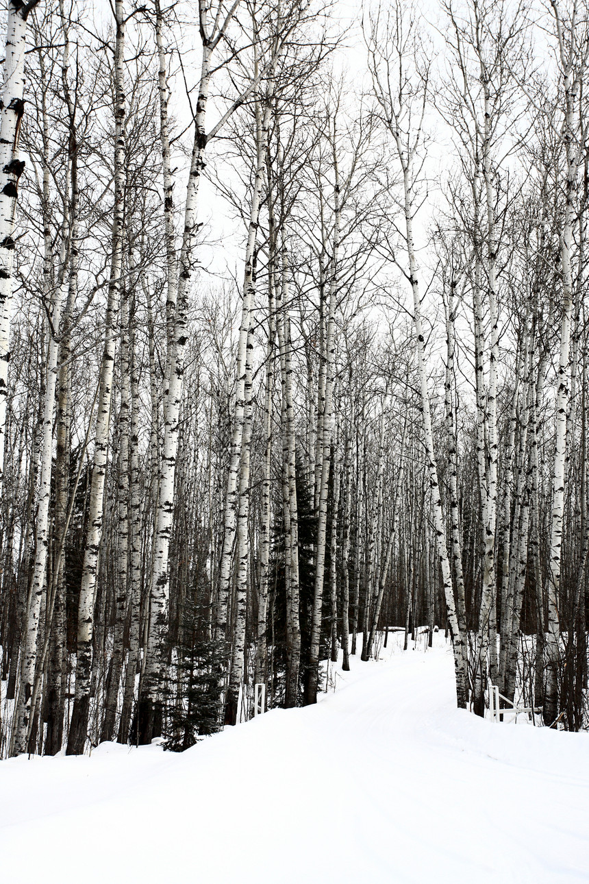 冬季萨斯喀彻温省白色旅行绿色季节黄色树木荒野天空蓝色树叶图片