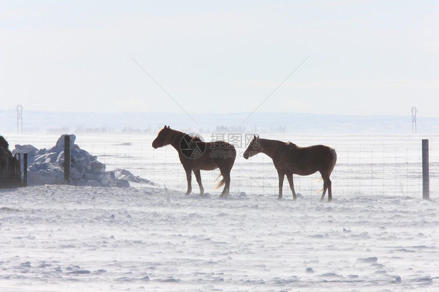 冬季风暴中的马匹跑步天空草地鬃毛猪蹄场地赛跑者小马木头栅栏图片