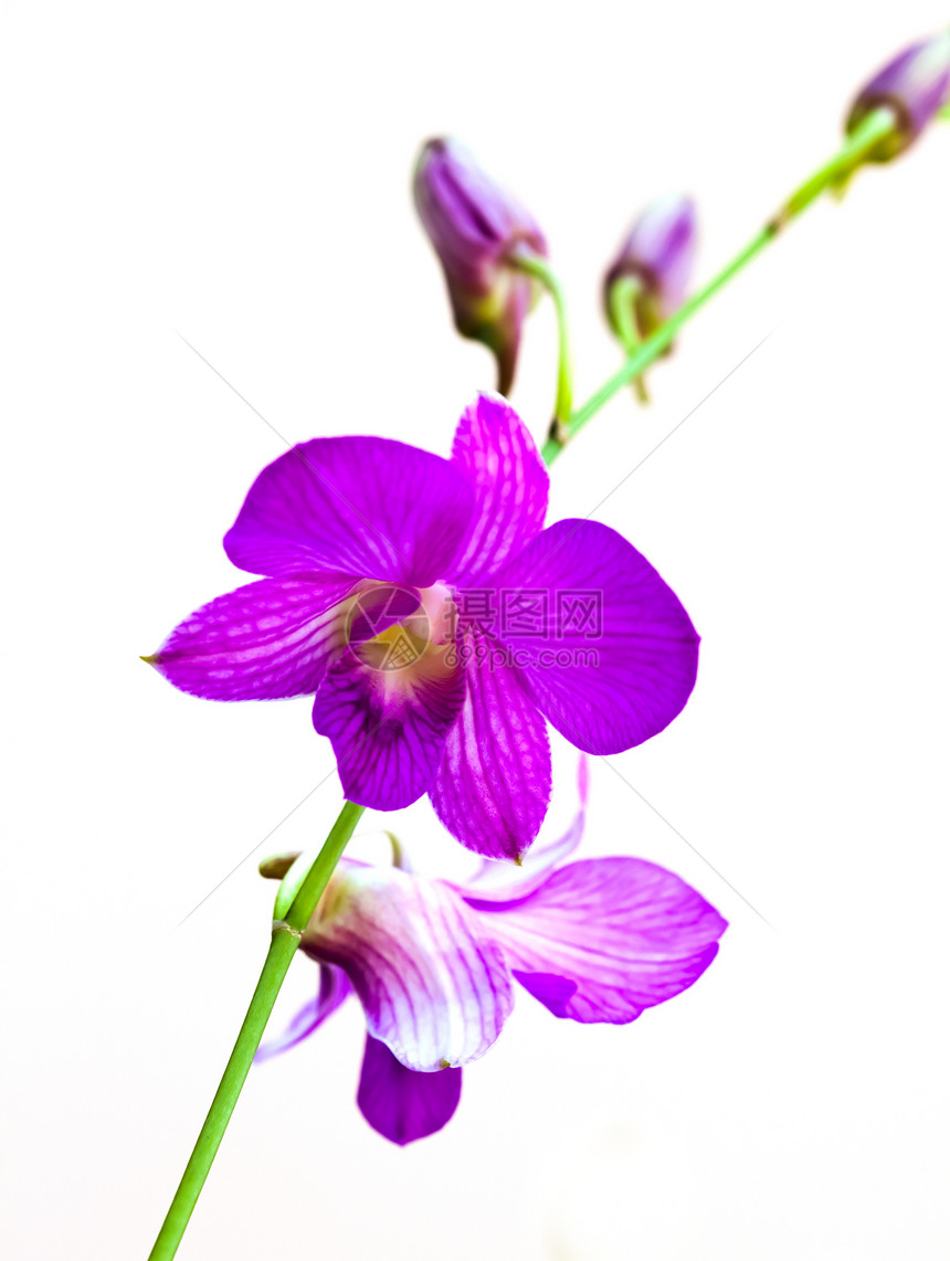 白色紫兰花图片