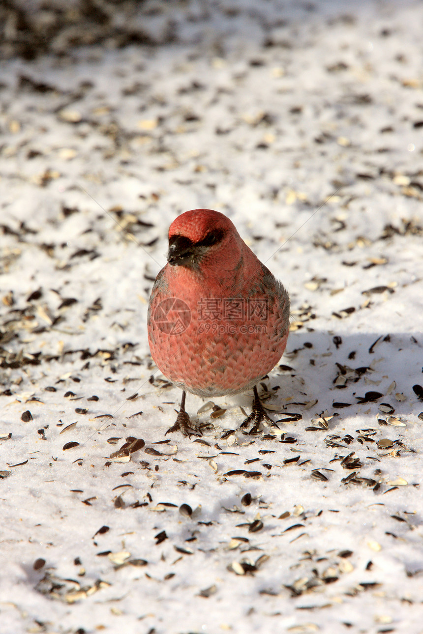 冬季松树葛罗斯比克鸟类红色图片