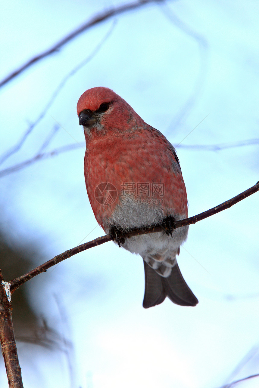 冬季松树葛罗斯比克红色鸟类图片