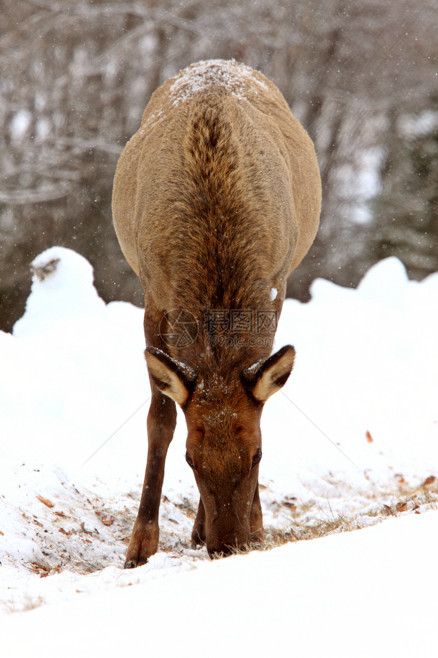 加拿大冬季的石头荒野游戏驯鹿白色鹿角野生动物动物男性季节图片