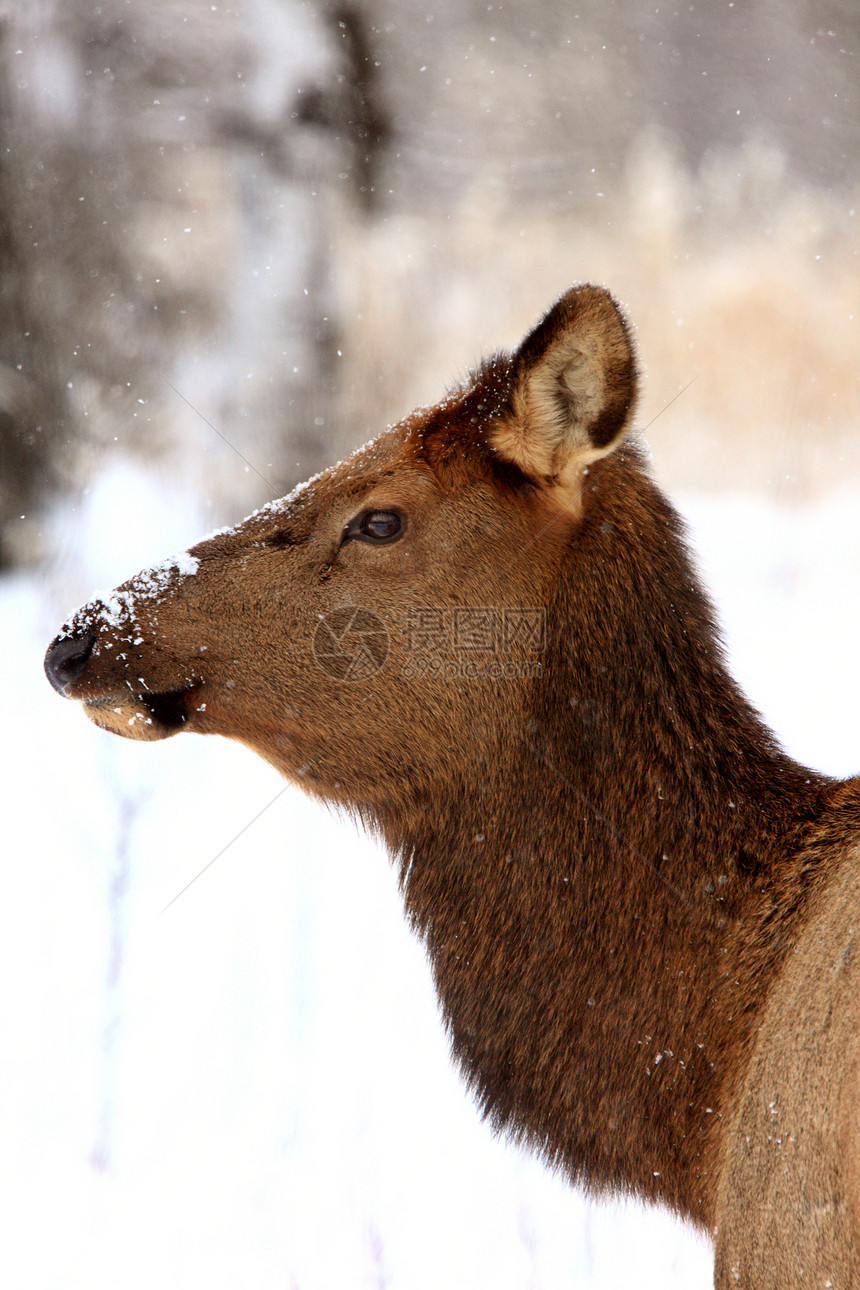 加拿大冬季的石头游戏荒野季节男性鹿角动物野生动物驯鹿白色图片