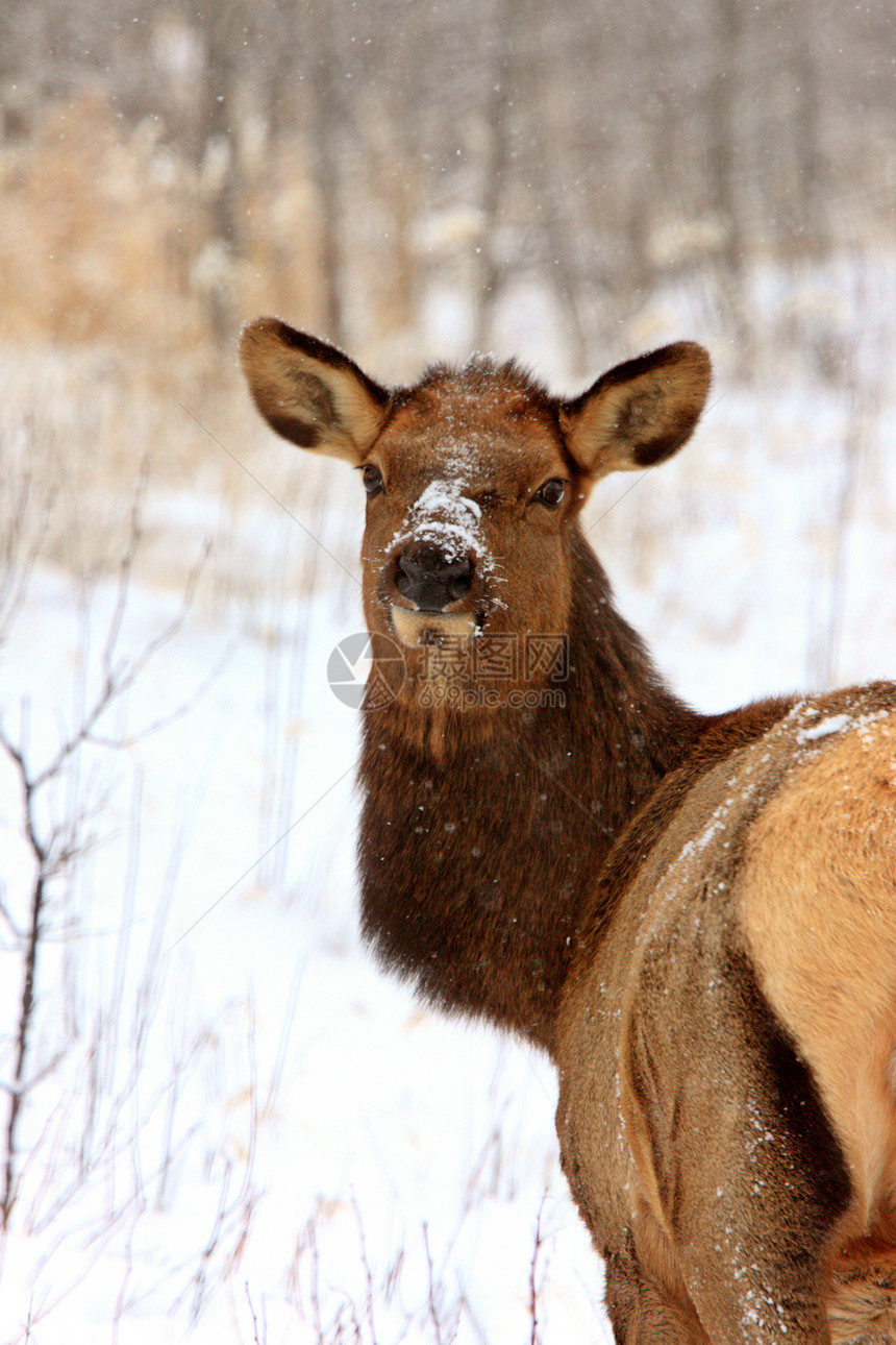 加拿大冬季的石头游戏季节白色鹿角男性野生动物动物荒野驯鹿图片