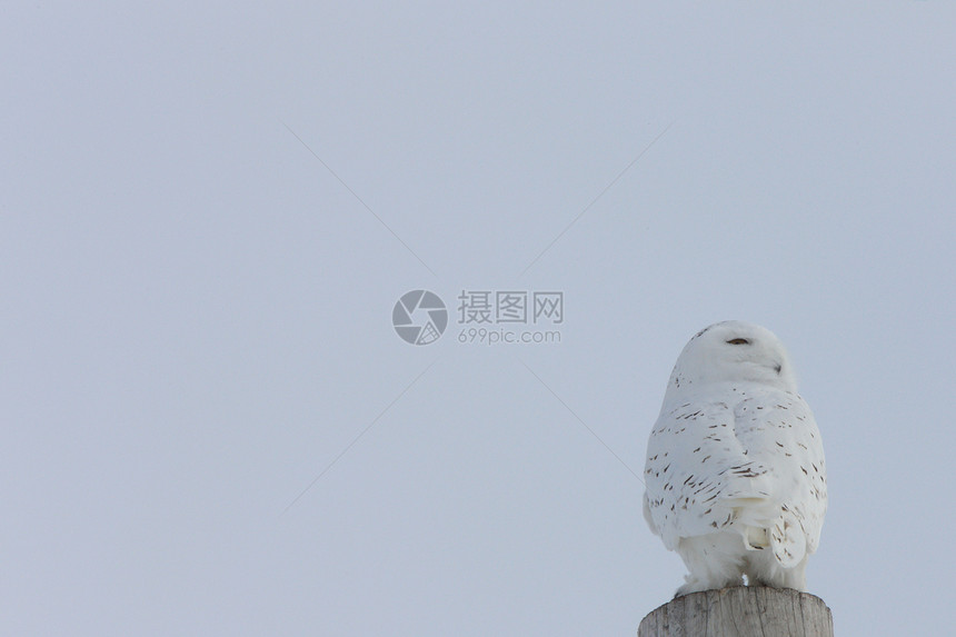 加拿大雪鸮环境脊椎动物荒野眼睛猎物捕食者白色猫头鹰野生动物动物图片