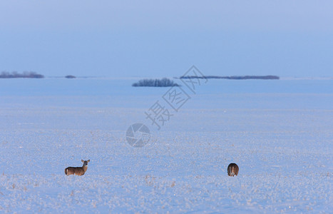 鹿雪冬季白尾鹿哺乳动物驯鹿毛皮季节荒野游戏白色野生动物动物季节性背景