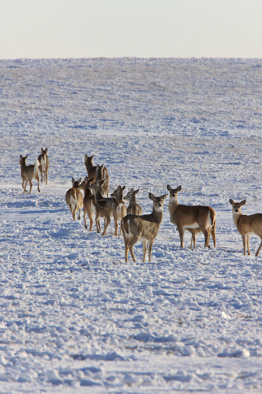 冬季白尾鹿动物季节性白色野生动物哺乳动物毛皮游戏荒野驯鹿季节图片