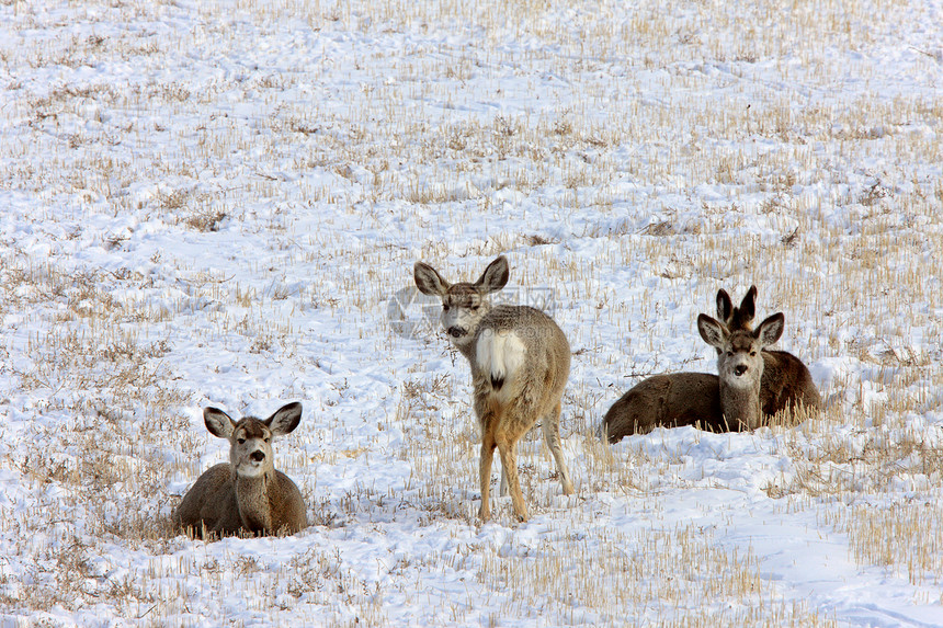 冬季白尾鹿季节季节性动物驯鹿游戏牛角哺乳动物荒野毛皮野生动物图片