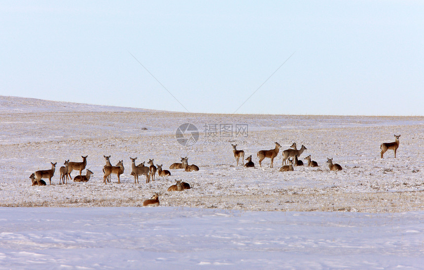 冬季白尾鹿动物荒野季节性牛角哺乳动物游戏野生动物毛皮季节驯鹿图片