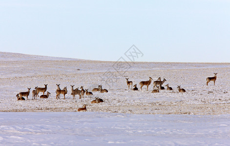 冬季白尾鹿动物荒野季节性牛角哺乳动物游戏野生动物毛皮季节驯鹿背景图片