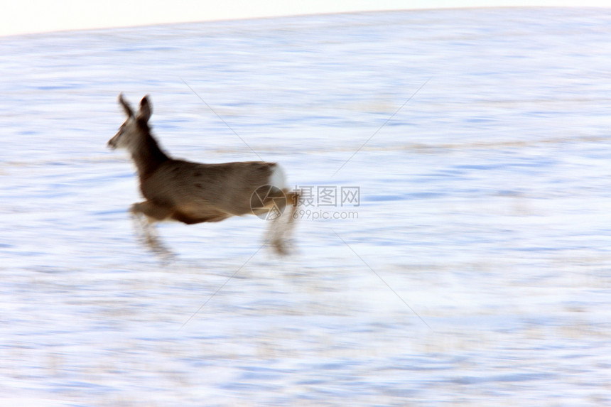 冬季白尾鹿季节性毛皮游戏季节驯鹿野生动物动物牛角白色荒野图片